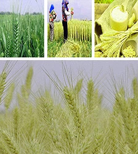 TooGet 200 Stems Dried Wheat Sheaves Stalks Bouquet Bundles, Natural Ear of Wheat Grain Flowers Dry Grass Bunch DIY Arrangements for Home Wedding Store Decorative