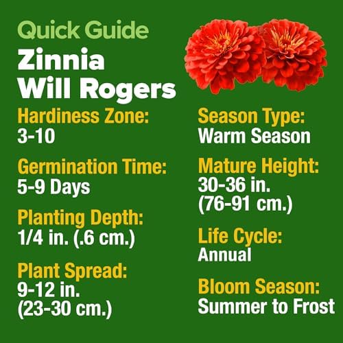 HOME GROWN Zinnia Seeds, Will Rogers, 150 Seeds, Zinnia elegans