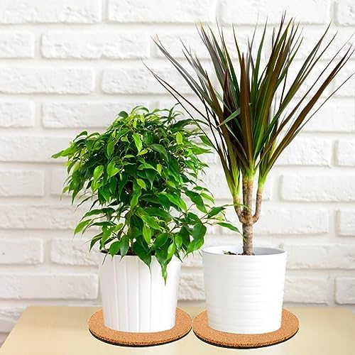 3 Pieces Cork Plant Coasters, 8 Inch Cork Plant Mats, Plant Coasters for House Plants Indoors (Nude & Black)