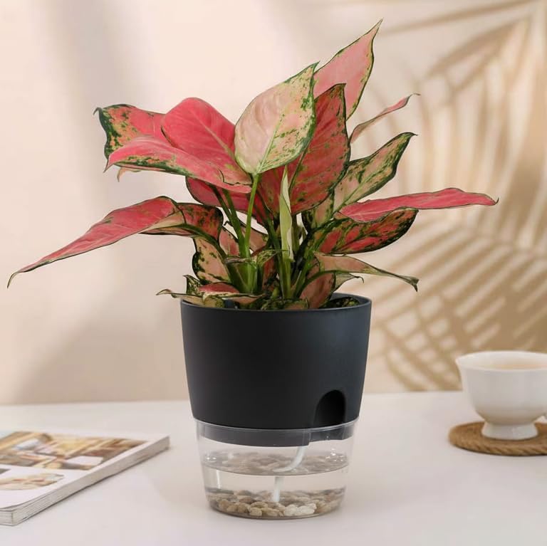 Vanavazon 6 Inch Self Watering Pots for Indoor Plants African Violet Pots