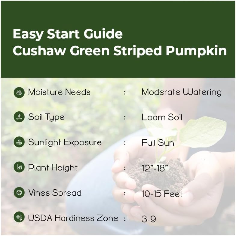 Cushaw Green Striped Pumpkin Seeds, Non-GMO Heirloom Variety Cucurbita argyrosperma, 575 Seeds of Large, Sweet-Fleshed
