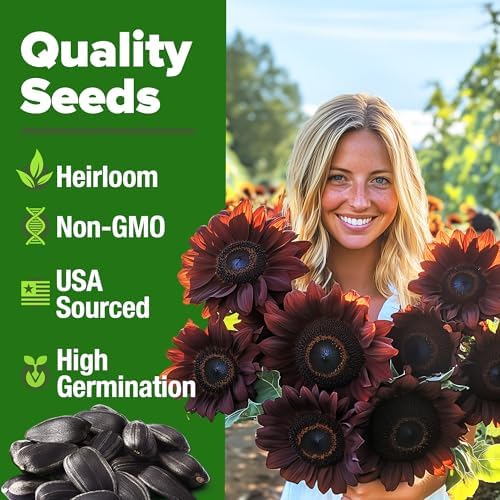HOME GROWN Chocolate Cherry Sunflower Seeds, 75 Seeds, Helianthus annuus