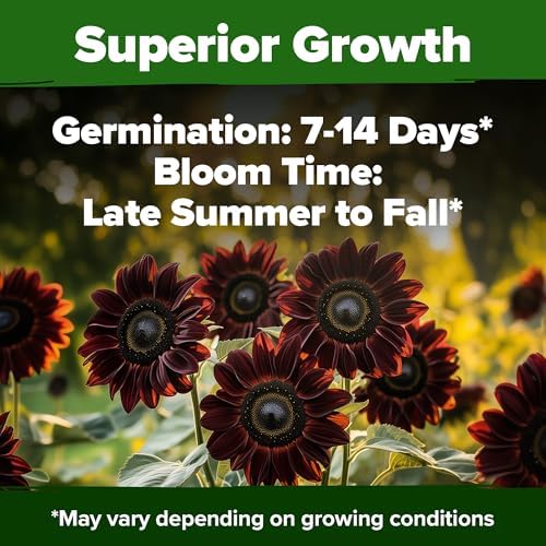 HOME GROWN Chocolate Cherry Sunflower Seeds, 75 Seeds, Helianthus annuus