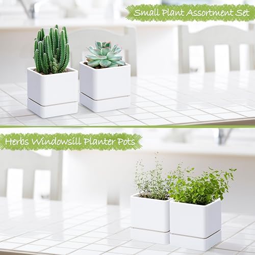 D'vine Dev 2-Pack Plastic Herb Planter Pots, 4 in, White, 76-Y-A2-1