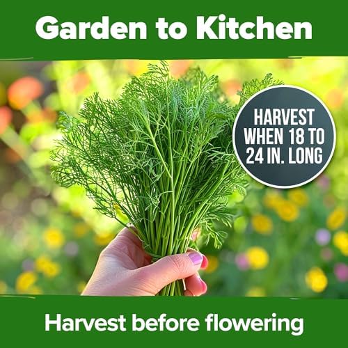 HOME GROWN Bouquet Dill Seeds, 1,014 Seeds, Anethum graveolens