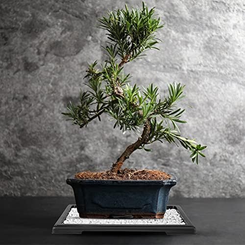 Pinkunn 6 Pcs Bonsai Humidity Tray for Indoors and Outdoor Rectangular Drip
