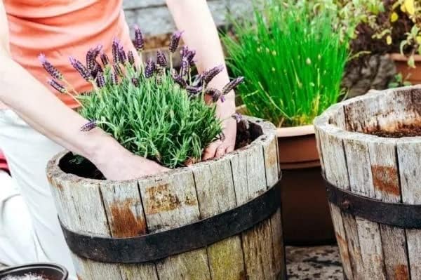 Organic Moisture Control Potting Mix - Absorbs 33% More Water Than Basic Potting Soil - 4 Quart