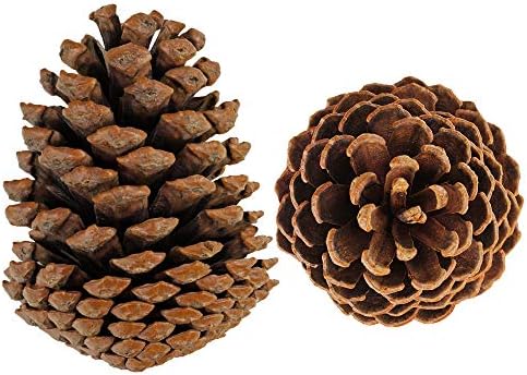 BESTTOYHOME 15 PCS Natural Pinecones Medium Pine Cones Ornaments Real Preserved Pine Cones - Dried -3" - 4" Tall for Guest Seating Place Card Holders or Wedding Guest Favors Christmas Winter Xmas