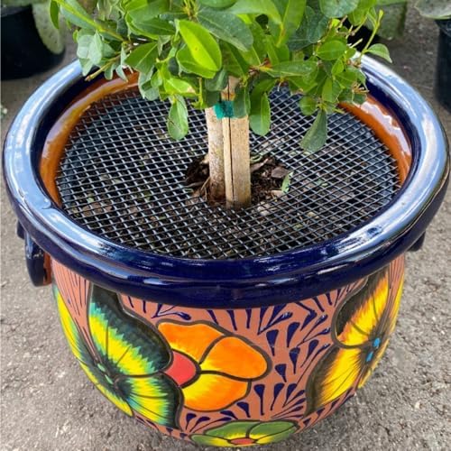 Curtis Wagner Plastics Plant Guard, 16" Diameter, 2-Pack | Plant Protector from Cats & Animals | Plant Soil Cover | Trim-to-Fit Plant Pot Cover for Healthy Root Growth | Indoor or Outdoor Use