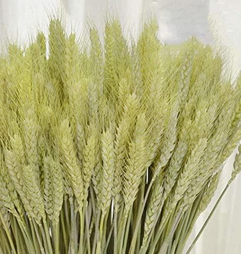 TooGet 200 Stems Dried Wheat Sheaves Stalks Bouquet Bundles, Natural Ear of Wheat Grain Flowers Dry Grass Bunch DIY Arrangements for Home Wedding Store Decorative