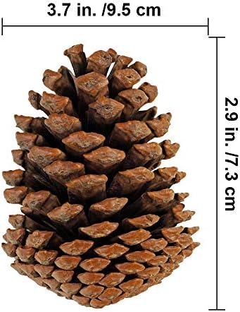 BESTTOYHOME 15 PCS Natural Pinecones Medium Pine Cones Ornaments Real Preserved Pine Cones - Dried -3" - 4" Tall for Guest Seating Place Card Holders or Wedding Guest Favors Christmas Winter Xmas