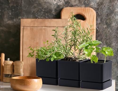 D'vine Dev 6-Pack Plastic Herb Planter Pots, 4 in, Black, 76-Y-B6-1