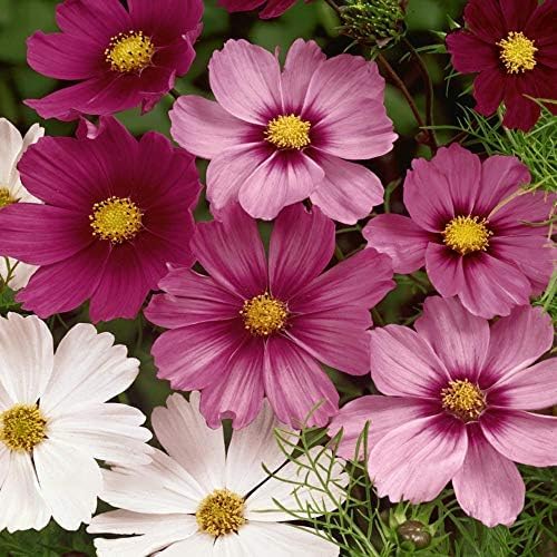 Outsidepride Sensation Mix Cosmos Bipinnatus Seeds - 5 lbs. Annual, Drought-Tolerant, Self-Sowing, Mixed Flower Seeds