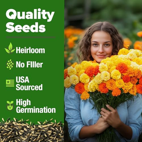 HOME GROWN Petite French Marigold Seeds, 329+ Seeds, Tagetes patula