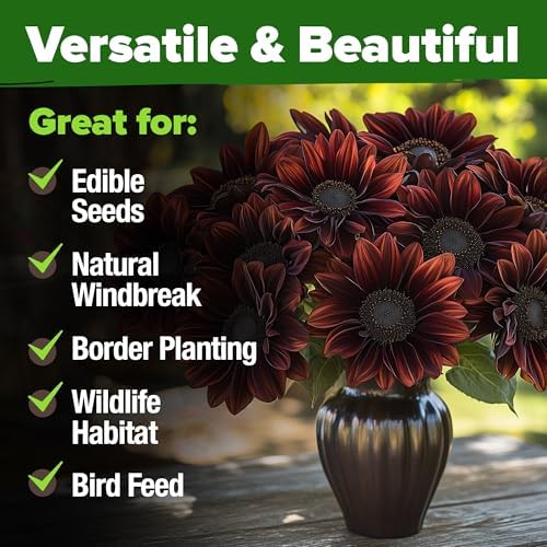 HOME GROWN Chocolate Cherry Sunflower Seeds, 75 Seeds, Helianthus annuus