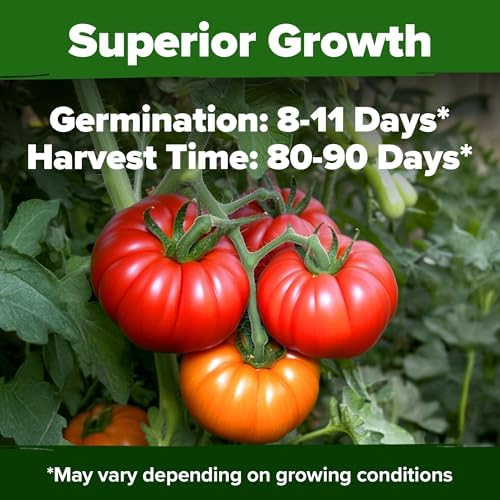 HOME GROWN Beefsteak Tomato Seeds, 300+ Seeds, Solanum lycopersicum