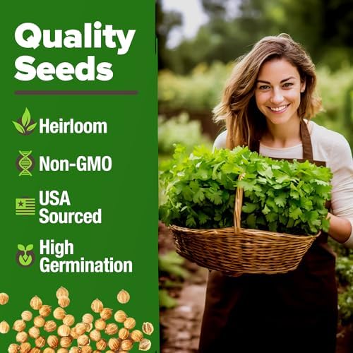 HOME GROWN Cilantro Coriander Seeds, 500+ Seeds