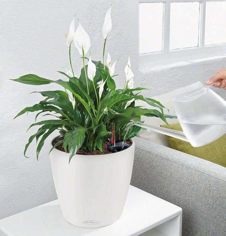 LECHUZA Self Watering Pots for Indoor Plants, 1 Pack 8 Inch (Glossy White) | Classico 21 LS, D8.3 H7.9 Inch, for