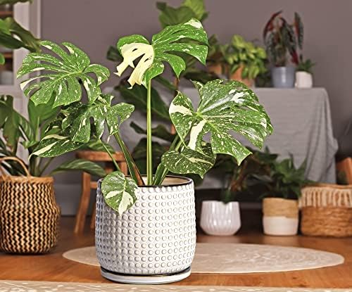 D'vine Dev Beaded Ceramic Pot with Saucer, 8 in, Smoked White, 27-C-Q-1
