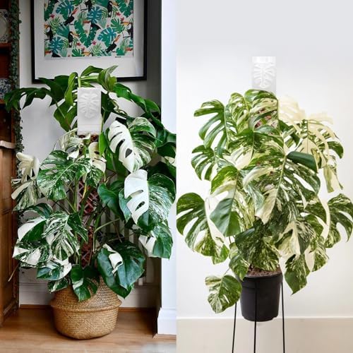 2 Pcs 9 Inch D Shaped Moss Pole with Watering Dripper, Plastic Moss Poles for Climbing Plants, Sturdy Monstera Plant Support, Self Watering Moss Pole Kit for Plants Indoor (1Pack 2Pcs-Green)