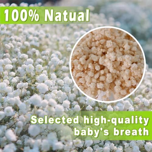 2500+ Mini Dried Baby's Breath Flowers Ivory White for Wedding Decor