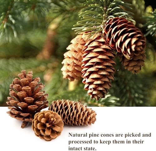 54 PCS Natural Pine Cones for Crafts Set Medium & Extra Large 1.2"-4"