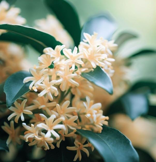 Osmanthus fragrans (Sweet Olive) Shrub Seeds, Highly Fragrant Creamy White or Yellow Color Tubular Flowers Bloom in