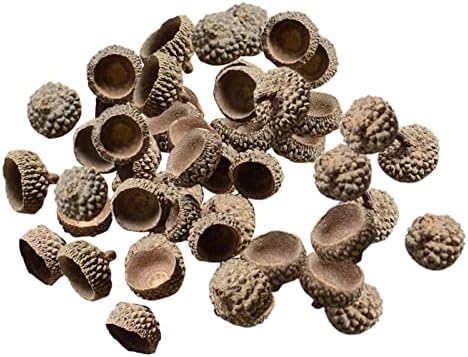SM SunniMix 100x Natural Acorns Real Rustic Acorns Caps Decorative Vase Fillers Home DIY Thanksgiving Christmas Kitchen Autumn Table Scatter Photo Props Decors - Natural Acorn Caps