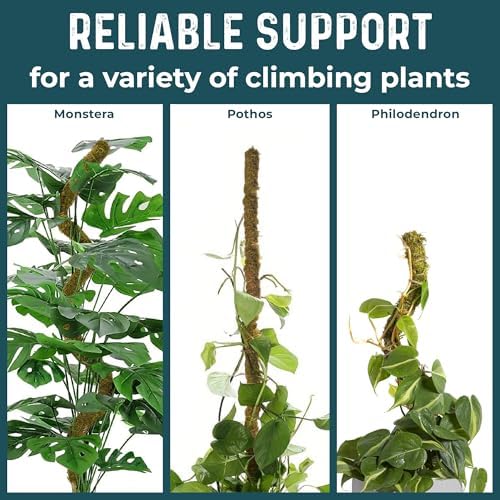 2pcs 42'' Real Forest Moss Pole Monstera Plant Support -Moisture Retaining