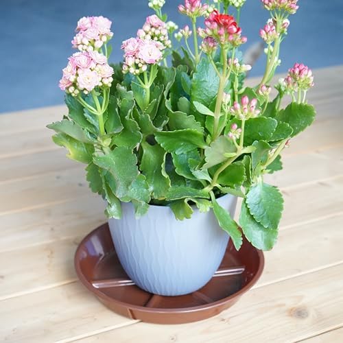 Plant Saucer Pot Tray 6 inch, 6 Packs Flower Planter Saucers, Heavy Drainage Tray for Indoors No Holes, Plastic Plant Saucers Water Catcher for Pots Base, Chocolate