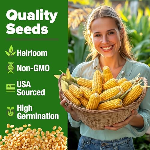 HOME GROWN Golden Bantam Sweet Corn Seeds, 100+ Seeds, Zea mays