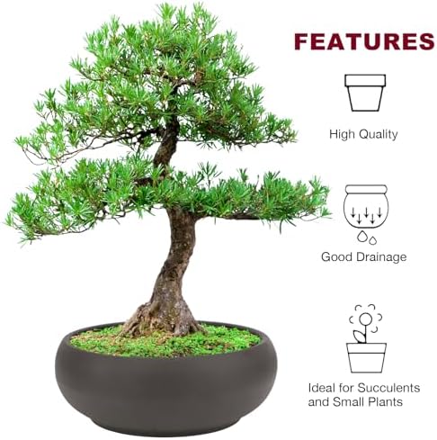 Bonsai Pot 8" Unglazed Round Ceramic Succulent Planter + Drainage Screen
