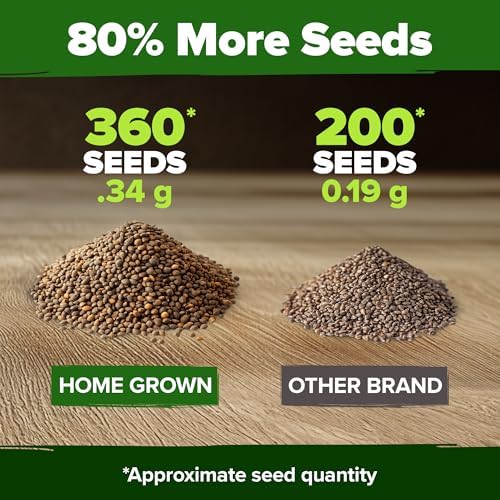 HOME GROWN Culantro Seeds, 360 Seeds, Eryngium foetidum