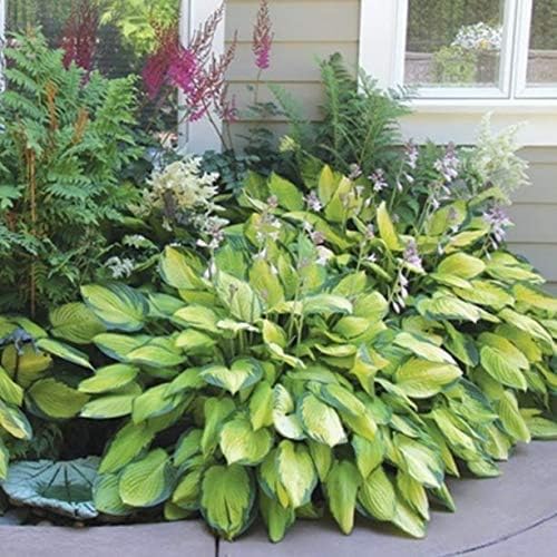 Fantastic Deal - 12 Bare Roots Hosta Plants - Mixed Heart-Shaped Hosta - Rich Green Foliage, Low Maintenance, Heart