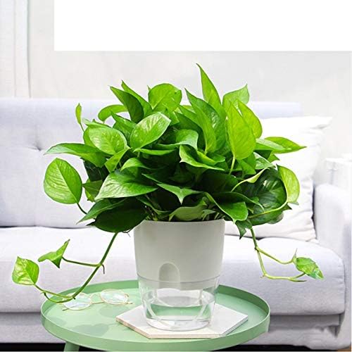 Vanavazon 6 Inch Self Watering Pots for Indoor Plants African Violet Pots