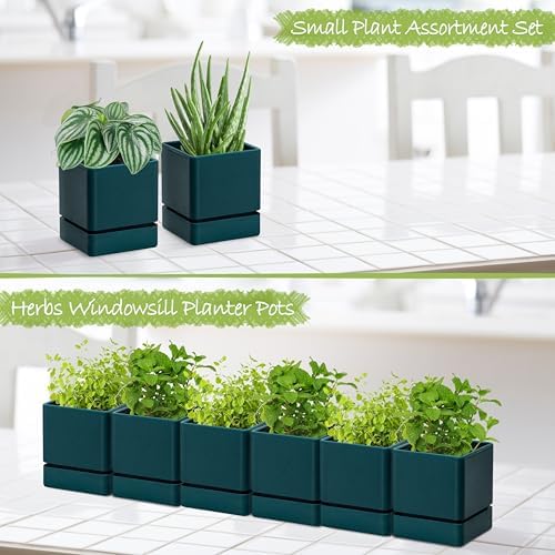 D'vine Dev 6-Pack Plastic Herb Planter Pots, 4 in, Green, 76-Y-C-1