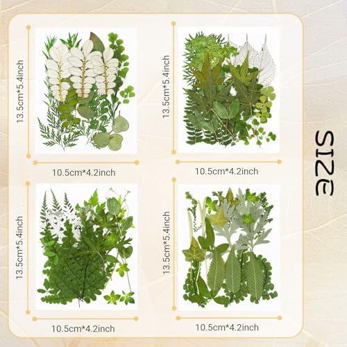 Augshy Pressed Dried Leaves Flowers, 100 Pcs Green Dried Flowers Leaves for Resin Molds Assorted Real Pressed Flowers for Crafts DIY Jewelry Molds, Scrapbooking, Candle