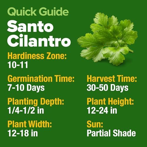HOME GROWN Santo Cilantro Coriander Seeds, 500+ Seeds