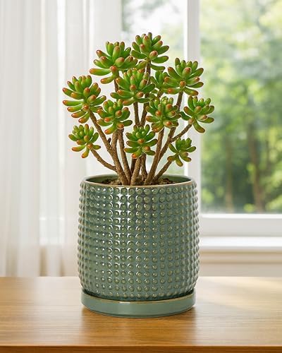 D'vine Dev Beaded Ceramic Pot with Saucer, 6 in, Olive, 27-C-X-0