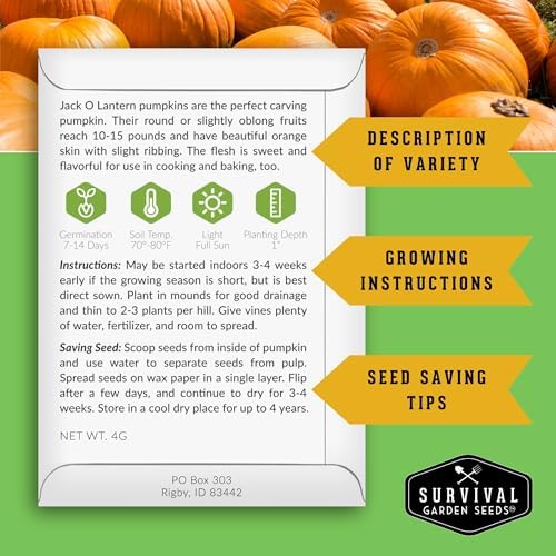 Jack O' Lantern Pumpkin Seeds for Planting - 3 Packs