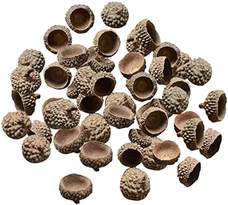 SM SunniMix 100x Natural Acorns Real Rustic Acorns Caps Decorative Vase Fillers Home DIY Thanksgiving Christmas Kitchen Autumn Table Scatter Photo Props Decors - Natural Acorn Caps