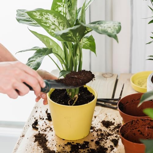 Doter Organic Pothos Soil Mix 10qt, Indoor Plants Potting Mix for All Potted Pothos, Grow Healthy houseplants Indoors