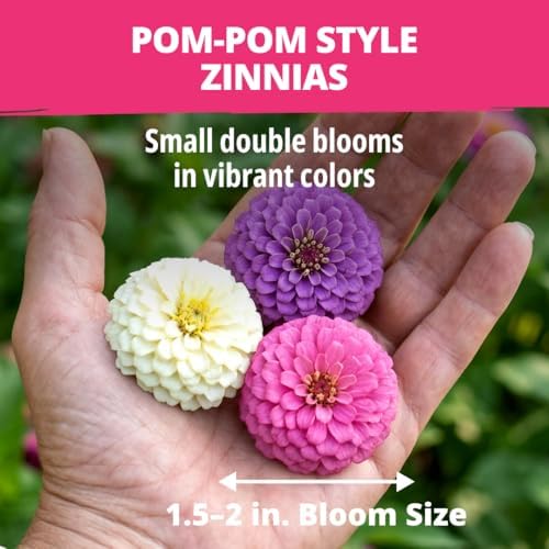 HOME GROWN Zinnia Seeds, Lilliput Mix, 600 Seeds, Zinnia elegans