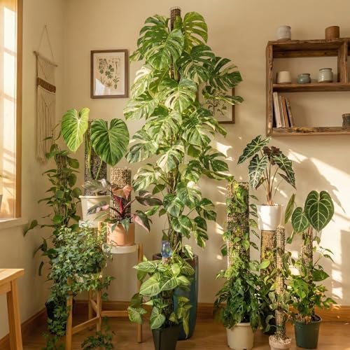 Metal Moss Poles for Climbing Plants, D-Shape Sphagnum Moss Pole Monstera Plant Support for Climbing Plants, DIY Plant Stakes Work with Sphagnum Moss (12ft D-Shaped Clear)