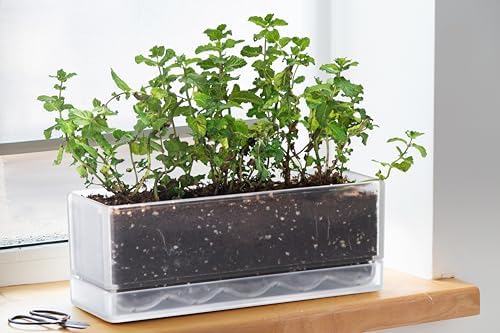 D'vine Dev 2-Pack Rectangular Planters, 12 x 4.5 in, Clear, 76-X-D-2