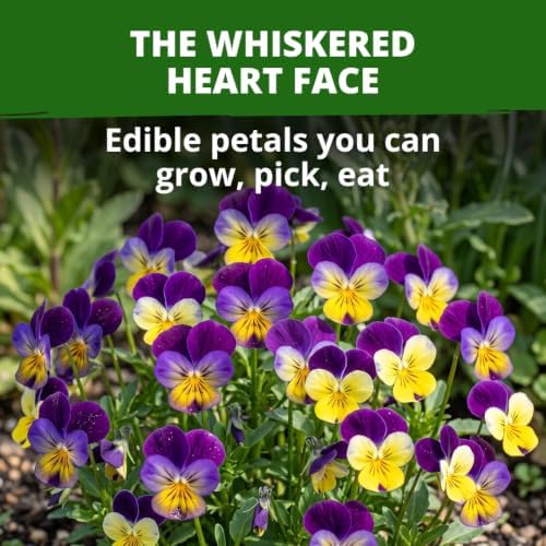 HOME GROWN Johnny Jump Up Helen Mount Viola Seeds, 1,500, Viola Tricolor