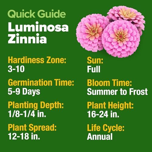 HOME GROWN Zinnia Seeds, Luminosa Pink, 300 Seeds, Zinnia elegans