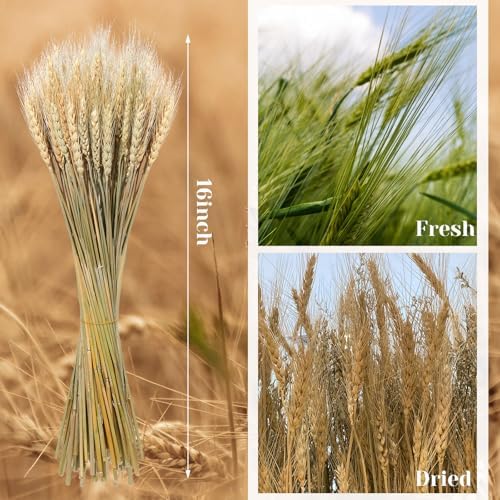 Geosar 800 Stems Dried Wheat Stalks for Decor Natural Wheat Grass Sheaves Bundle Farmhouse Artificial Flowers Arrangement for DIY Wedding Table Home Centerpieces Party Decorative (16 Inch)