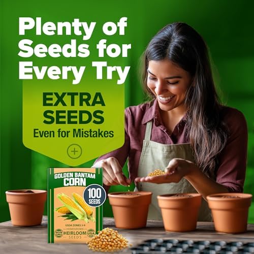 HOME GROWN Golden Bantam Sweet Corn Seeds, 100+ Seeds, Zea mays
