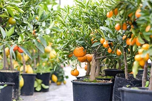Citrus Tree Potting Soil Mix, Special Blend for Indoor Oranges, Lemons, Limes and More - (4 Quart Bag)